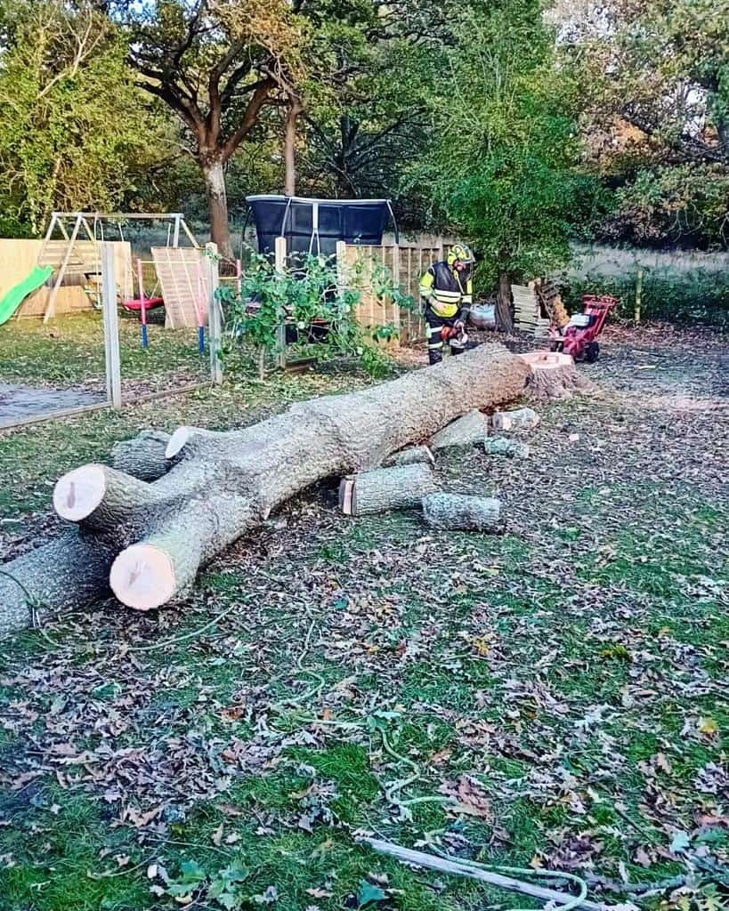 This is a tree laying on the ground of a garden that has just been felled by the operatives from NS Tree Surgery Farnham