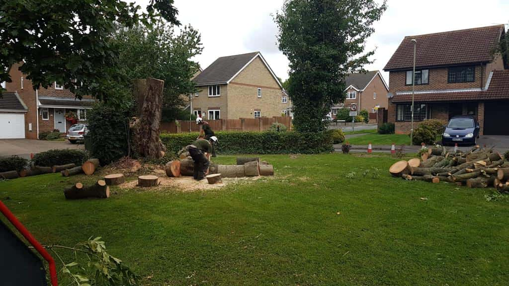 This is a photo of a tree that has been cut into sections on a communal area, and is now being removed from site. Works undertaken by NS Tree Surgery Farnham