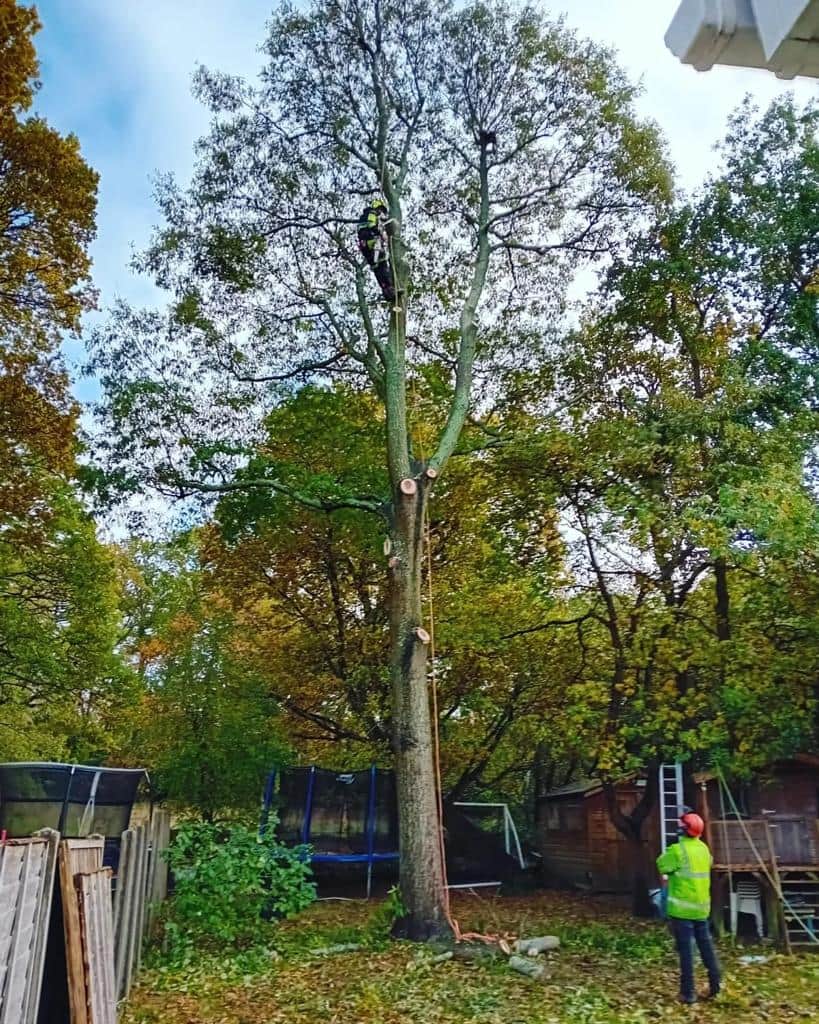 This is a photo of a tree being pruned, there is a man up the tree cutting a section of it down while another man is standing in the garden of the property where the tree is located overseeing the work. Works carried out by NS Tree Surgery Farnham