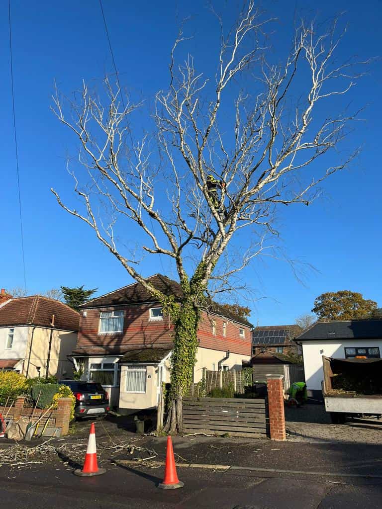 This is a photo of a tree on the pavement that is having limbs removed which are near to power lines. Works undertaken by NS Tree Surgery Farnham