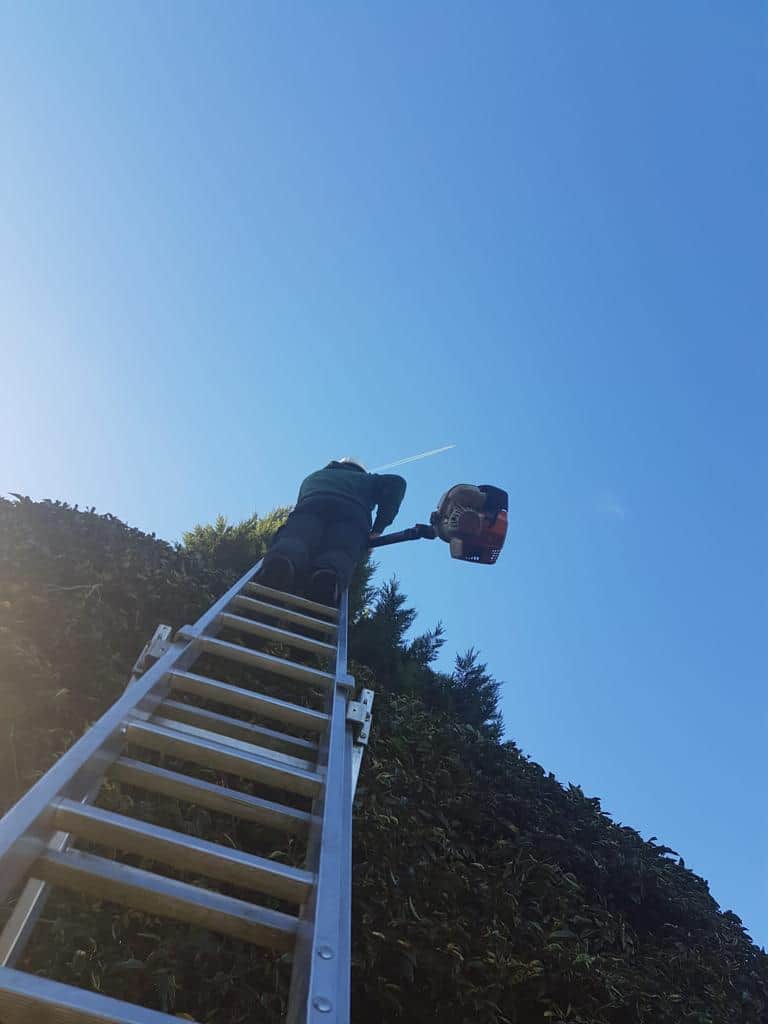 This is a photo of an operative from NS Tree Surgery Farnham up a ladder rested on a hedge with a petrol strimmer.