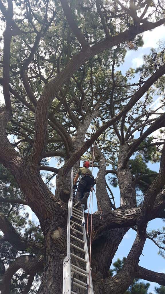 This is a photo of a very large tree with a ladder resting on it and an operative from NS Tree Surgery Farnham climbing up it to carry out tree surgery